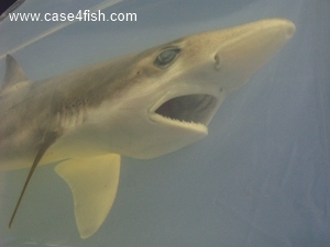 Foto Galerie/Carcharhiniformes/Galeorhinus galeus/Galeorhinus galeus_07_S.jpg